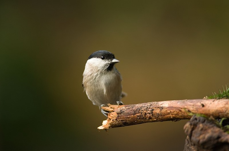 Parus palustris Marsh Tit Glanskop